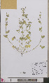  ( - L 0892377)  @11 [ ] CreativeCommons - Attribution Non-Commercial Share-Alike (2012) Naturalis Biodiversity center Naturalis Biodiversity center