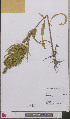  ( - L 0892384)  @11 [ ] CreativeCommons - Attribution Non-Commercial Share-Alike (2012) Naturalis Biodiversity center Naturalis Biodiversity center