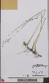  ( - L 0892425)  @11 [ ] CreativeCommons - Attribution Non-Commercial Share-Alike (2012) Naturalis Biodiversity center Naturalis Biodiversity center