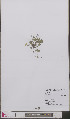  ( - L 0892435)  @11 [ ] CreativeCommons - Attribution Non-Commercial Share-Alike (2012) Naturalis Biodiversity center Naturalis Biodiversity center