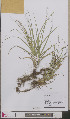  ( - L 0893254)  @11 [ ] CreativeCommons - Attribution Non-Commercial Share-Alike (2012) Naturalis Biodiversity center Naturalis Biodiversity center
