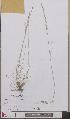  ( - L 0893256)  @11 [ ] CreativeCommons - Attribution Non-Commercial Share-Alike (2012) Naturalis Biodiversity center Naturalis Biodiversity center