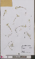  ( - L 0893314)  @11 [ ] CreativeCommons - Attribution Non-Commercial Share-Alike (2012) Naturalis Biodiversity center Naturalis Biodiversity center