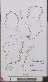  ( - L 0893308)  @11 [ ] CreativeCommons - Attribution Non-Commercial Share-Alike (2012) Naturalis Biodiversity center Naturalis Biodiversity center
