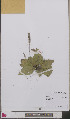  ( - L 0893289)  @11 [ ] CreativeCommons - Attribution Non-Commercial Share-Alike (2012) Naturalis Biodiversity center Naturalis Biodiversity center