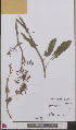  ( - L 0893287)  @11 [ ] CreativeCommons - Attribution Non-Commercial Share-Alike (2012) Naturalis Biodiversity center Naturalis Biodiversity center