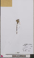  (Orobanche purpurea - L 0893283)  @11 [ ] CreativeCommons - Attribution Non-Commercial Share-Alike (2012) Naturalis Biodiversity center Naturalis Biodiversity center