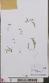  ( - L 0893272)  @11 [ ] CreativeCommons - Attribution Non-Commercial Share-Alike (2012) Naturalis Biodiversity center Naturalis Biodiversity center