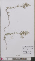  (Galium x pomeranicum - L 0893269)  @11 [ ] CreativeCommons - Attribution Non-Commercial Share-Alike (2012) Naturalis Biodiversity center Naturalis Biodiversity center
