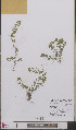 ( - L 0893337)  @11 [ ] CreativeCommons - Attribution Non-Commercial Share-Alike (2012) Naturalis Biodiversity center Naturalis Biodiversity center