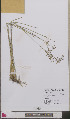  ( - L 0893338)  @11 [ ] CreativeCommons - Attribution Non-Commercial Share-Alike (2012) Naturalis Biodiversity center Naturalis Biodiversity center