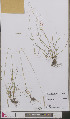  ( - L 0893324)  @11 [ ] CreativeCommons - Attribution Non-Commercial Share-Alike (2012) Naturalis Biodiversity center Naturalis Biodiversity center
