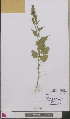  ( - L 0893542)  @11 [ ] CreativeCommons - Attribution Non-Commercial Share-Alike (2012) Naturalis Biodiversity center Naturalis Biodiversity center
