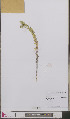  ( - L 0893564)  @11 [ ] CreativeCommons - Attribution Non-Commercial Share-Alike (2012) Naturalis Biodiversity center Naturalis Biodiversity center