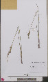  ( - L 0893568)  @11 [ ] CreativeCommons - Attribution Non-Commercial Share-Alike (2012) Naturalis Biodiversity center Naturalis Biodiversity center
