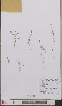  ( - L 0893591)  @11 [ ] CreativeCommons - Attribution Non-Commercial Share-Alike (2012) Naturalis Biodiversity center Naturalis Biodiversity center