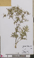  ( - L 0893597)  @11 [ ] CreativeCommons - Attribution Non-Commercial Share-Alike (2012) Naturalis Biodiversity center Naturalis Biodiversity center