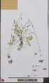  ( - L 0893382)  @11 [ ] CreativeCommons - Attribution Non-Commercial Share-Alike (2012) Naturalis Biodiversity center Naturalis Biodiversity center