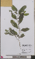  (Potamogeton lucens - L 0893355)  @11 [ ] CreativeCommons - Attribution Non-Commercial Share-Alike (2012) Naturalis Biodiversity center Naturalis Biodiversity center