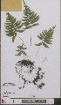  ( - L 0893215)  @11 [ ] CreativeCommons - Attribution Non-Commercial Share-Alike (2012) Naturalis Biodiversity center Naturalis Biodiversity center