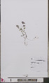  ( - L 0893503)  @11 [ ] CreativeCommons - Attribution Non-Commercial Share-Alike (2012) Naturalis Biodiversity center Naturalis Biodiversity center