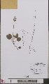  ( - L 0893484)  @11 [ ] CreativeCommons - Attribution Non-Commercial Share-Alike (2012) Naturalis Biodiversity center Naturalis Biodiversity center