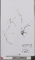  ( - L 0893483)  @11 [ ] CreativeCommons - Attribution Non-Commercial Share-Alike (2012) Naturalis Biodiversity center Naturalis Biodiversity center