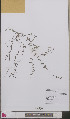  ( - L 0893481)  @11 [ ] CreativeCommons - Attribution Non-Commercial Share-Alike (2012) Naturalis Biodiversity center Naturalis Biodiversity center