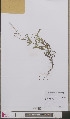 ( - L 0893480)  @11 [ ] CreativeCommons - Attribution Non-Commercial Share-Alike (2012) Naturalis Biodiversity center Naturalis Biodiversity center