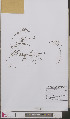  ( - L 0893458)  @11 [ ] CreativeCommons - Attribution Non-Commercial Share-Alike (2012) Naturalis Biodiversity center Naturalis Biodiversity center