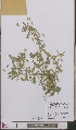  ( - L 0893452)  @11 [ ] CreativeCommons - Attribution Non-Commercial Share-Alike (2012) Naturalis Biodiversity center Naturalis Biodiversity center