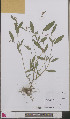  ( - L 0893438)  @11 [ ] CreativeCommons - Attribution Non-Commercial Share-Alike (2012) Naturalis Biodiversity center Naturalis Biodiversity center