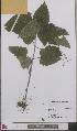 ( - L 0893428)  @11 [ ] CreativeCommons - Attribution Non-Commercial Share-Alike (2012) Naturalis Biodiversity center Naturalis Biodiversity center