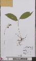  ( - L 0893423)  @11 [ ] CreativeCommons - Attribution Non-Commercial Share-Alike (2012) Naturalis Biodiversity center Naturalis Biodiversity center