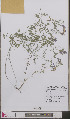  ( - L 0893421)  @11 [ ] CreativeCommons - Attribution Non-Commercial Share-Alike (2012) Naturalis Biodiversity center Naturalis Biodiversity center