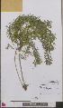  ( - L 0893521)  @11 [ ] CreativeCommons - Attribution Non-Commercial Share-Alike (2012) Naturalis Biodiversity center Naturalis Biodiversity center
