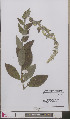  (Verbascum lychnitis - L 0893519)  @11 [ ] CreativeCommons - Attribution Non-Commercial Share-Alike (2012) Naturalis Biodiversity center Naturalis Biodiversity center