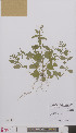  ( - L 0896443)  @11 [ ] CreativeCommons - Attribution Non-Commercial Share-Alike (2012) Naturalis Biodiversity center Naturalis Biodiversity center