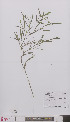  ( - L 0896372)  @11 [ ] CreativeCommons - Attribution Non-Commercial Share-Alike (2012) Naturalis Biodiversity center Naturalis Biodiversity center