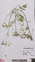  ( - L 0896377)  @11 [ ] CreativeCommons - Attribution Non-Commercial Share-Alike (2012) Naturalis Biodiversity center Naturalis Biodiversity center