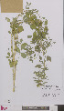  ( - L 0896479)  @11 [ ] CreativeCommons - Attribution Non-Commercial Share-Alike (2012) Naturalis Biodiversity center Naturalis Biodiversity center