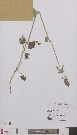  (Betonica officinalis - L 0896487)  @11 [ ] CreativeCommons - Attribution Non-Commercial Share-Alike (2012) Naturalis Biodiversity center Naturalis Biodiversity center