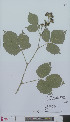 (Rubus scidularum - L 0896589)  @11 [ ] CreativeCommons - Attribution Non-Commercial Share-Alike (2012) Naturalis Biodiversity center Naturalis Biodiversity center