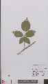  (Rubus eglandulosus - L 0894850)  @11 [ ] CreativeCommons - Attribution Non-Commercial Share-Alike (2012) Naturalis Biodiversity center Naturalis Biodiversity center