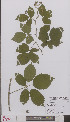  (Rubus neerlandicus - L 0894852)  @11 [ ] CreativeCommons - Attribution Non-Commercial Share-Alike (2012) Naturalis Biodiversity center Naturalis Biodiversity center