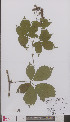  ( - L 0894854)  @11 [ ] CreativeCommons - Attribution Non-Commercial Share-Alike (2012) Naturalis Biodiversity center Naturalis Biodiversity center