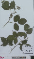 (Rubus caninitergi - L 0896635)  @11 [ ] CreativeCommons - Attribution Non-Commercial Share-Alike (2012) Naturalis Biodiversity center Naturalis Biodiversity center