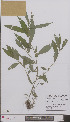  ( - L 0896676)  @11 [ ] CreativeCommons - Attribution Non-Commercial Share-Alike (2012) Naturalis Biodiversity center Naturalis Biodiversity center