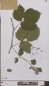  (Rubus nitidiformis - L 0896698)  @11 [ ] CreativeCommons - Attribution Non-Commercial Share-Alike (2012) Naturalis Biodiversity center Naturalis Biodiversity center