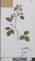  ( - L 0896709)  @11 [ ] CreativeCommons - Attribution Non-Commercial Share-Alike (2012) Naturalis Biodiversity center Naturalis Biodiversity center